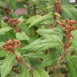 Viburnum rhytidophyllum 'Selection'