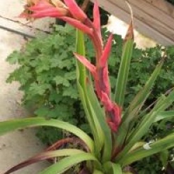 Beschorneria yuccoides 