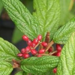 Viburnum rhytidophyllum 'Selection'