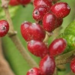 Viburnum rhytidophyllum 'Selection'