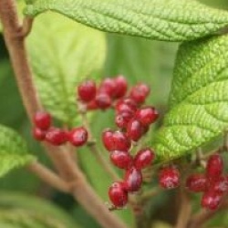 Viburnum rhytidophyllum 'Selection'