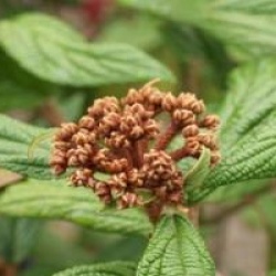 Viburnum rhytidophyllum 'Selection'