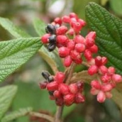 Viburnum rhytidophyllum 'Selection'