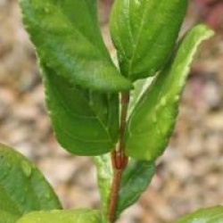 Viburnum suspensum - Viorne suspensum