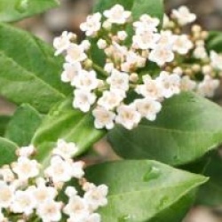 Viburnum tinus 'Eve Price'