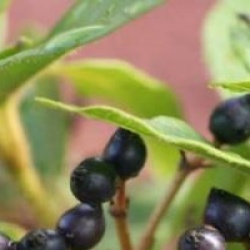 Viburnum tinus 'Eve Price'