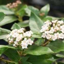Viburnum tinus 'Eve Price'