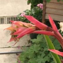 Beschorneria yuccoides 