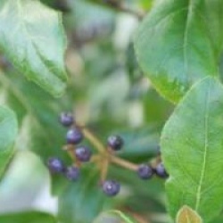 Viburnum tinus 'Gwenllian'