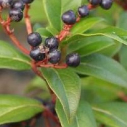 Viburnum tinus Spirit