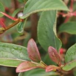 Viburnum x hillieri 'Winton'