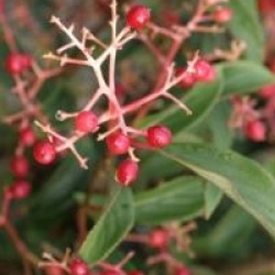 Viburnum x hillieri 'Winton'