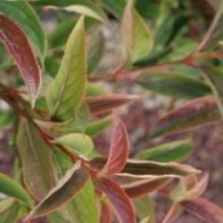 Viburnum x hillieri 'Winton'