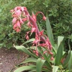 Beschorneria yuccoides  - Lis du Mexique