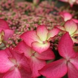 Hydrangea macrophylla 'Selina' � - Hortensia Selina