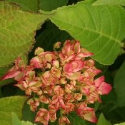 Hydrangea macrophylla 'Selina' �