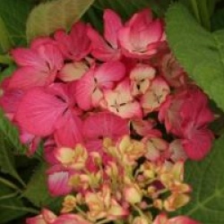 Hydrangea macrophylla 'Selina' �