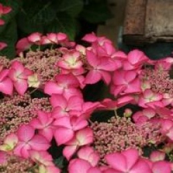 Hydrangea macrophylla 'Selina' �