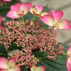 Hydrangea macrophylla 'Selina' �