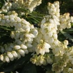 Pieris japonica 'Sarabande'