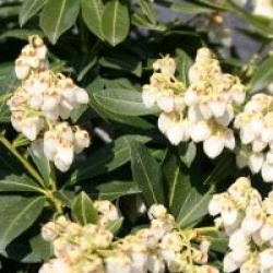 Pieris japonica 'Sarabande'