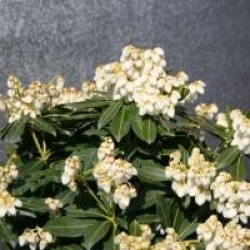 Pieris japonica 'Sarabande'