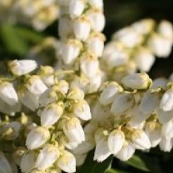 Pieris japonica 'Sarabande'