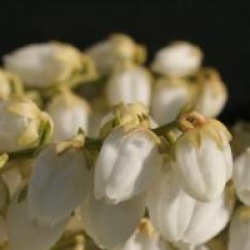 Pieris japonica 'Sarabande'