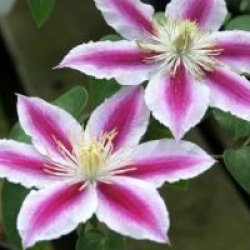 Clematis 'Angela'  - Cl�matite Angela 