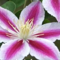 Clematis 'Angela' 