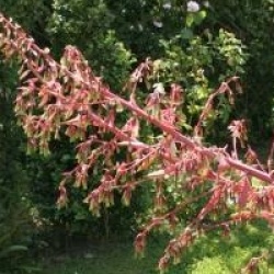 Beschorneria yuccoides 