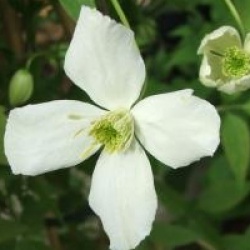 Cl�matite � petites fleurs grandiflora