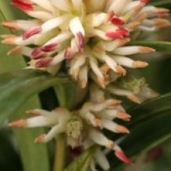 Sarcococca saligna - Sarcococca � feuilles de saule