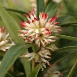 Sarcococca saligna