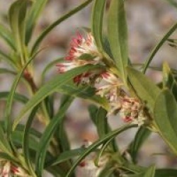 Sarcococca saligna