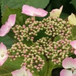 Hydrangea macrophylla 'Blue Wave'