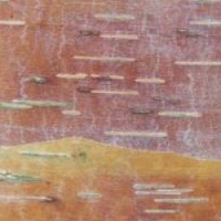 Betula albosinensis - Bouleau de Chine