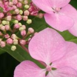 Hydrangea macrophylla 'Blue Wave'