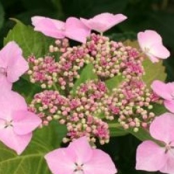 Hortensia Mari�sii Perfecta