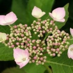 Hydrangea macrophylla 'Blue Wave'