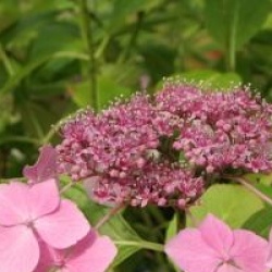 Hydrangea macrophylla 'Blue Wave'