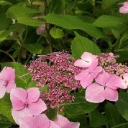 Hydrangea macrophylla 'Blue Wave'