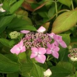 Hydrangea macrophylla 'Blue Wave'