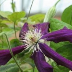 Clematis 'Black Tea'