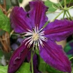 Clematis 'Black Tea' - Cl�matite Black Tea