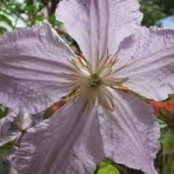 Cl�matite Blekitny Aniol