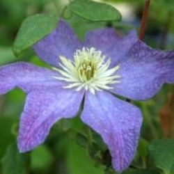 Clematis 'Bonanza' evipo031(N)