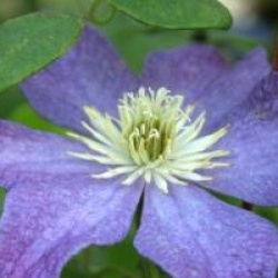 Clematis 'Bonanza' evipo031(N) - Cl�matite Bonanza