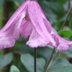 Cl�matite 'Hendryetta' �