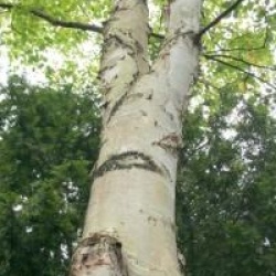 Betula albosinensis